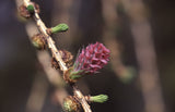 Larch - Bach