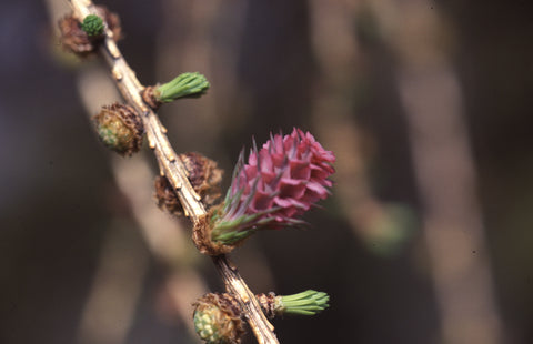 Larch - Bach