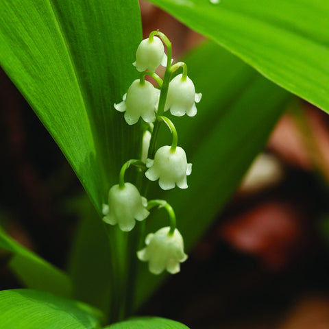 Lily of the Valley