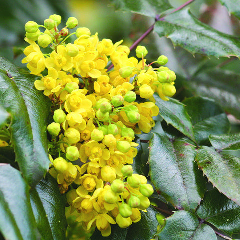 Mahonia