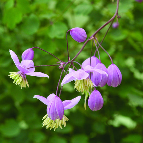 Meadow Rue