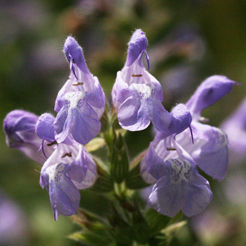 Mediterranean Sage