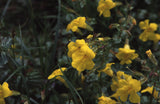 Mimulus - Bach