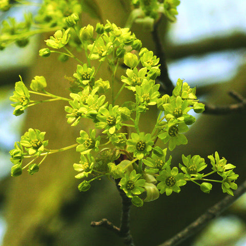 Norway Maple