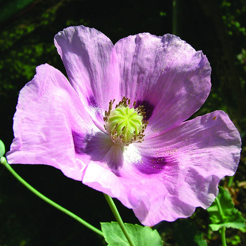 Oriental Poppy