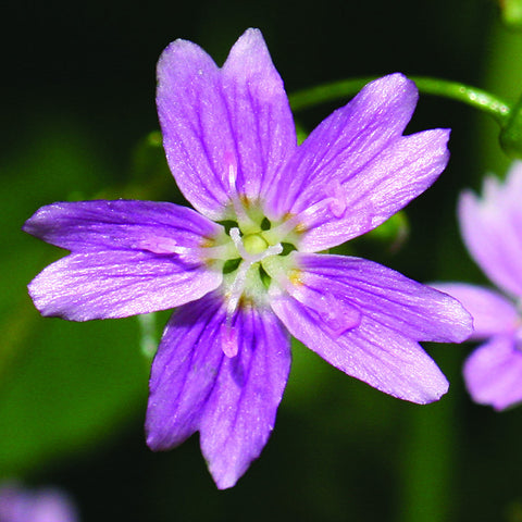 Pink Purslane