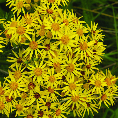 Ragwort