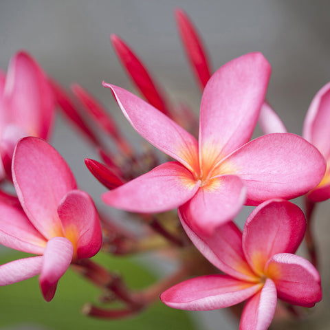 Red Frangipani Yorkshire Flower Essences