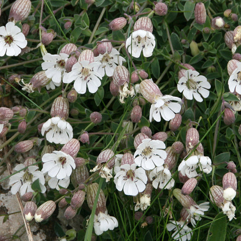 Sea Campion