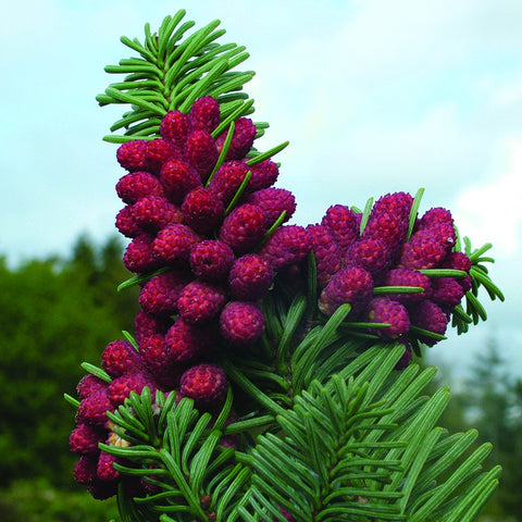 Siberian Spruce