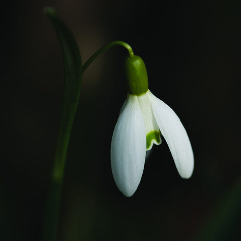 Single Snowdrop