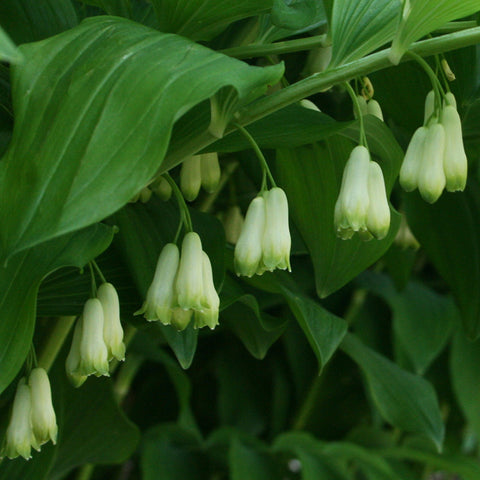 Solomon's Seal