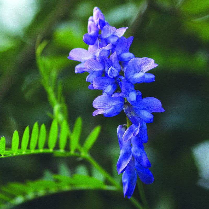 Tufted Vetch – Yorkshire Flower Essences