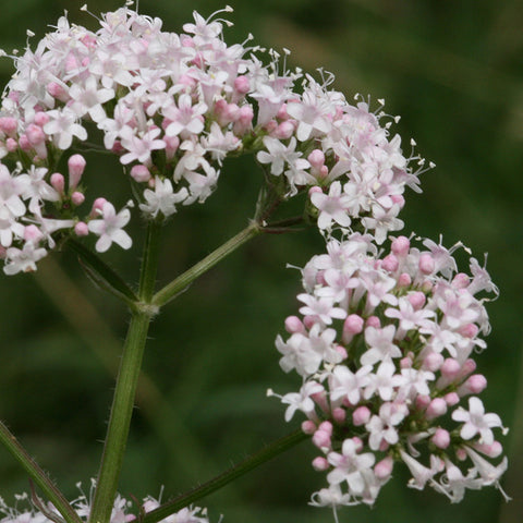 Valerian