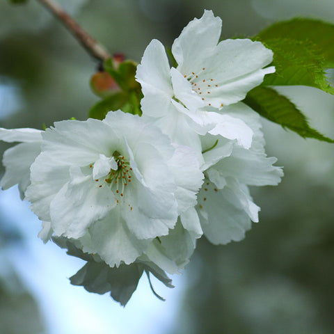 White Cherry