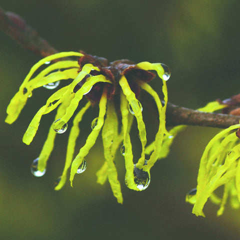 Witch Hazel