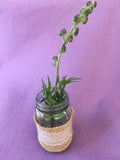 Inside Out- Monkshood essence